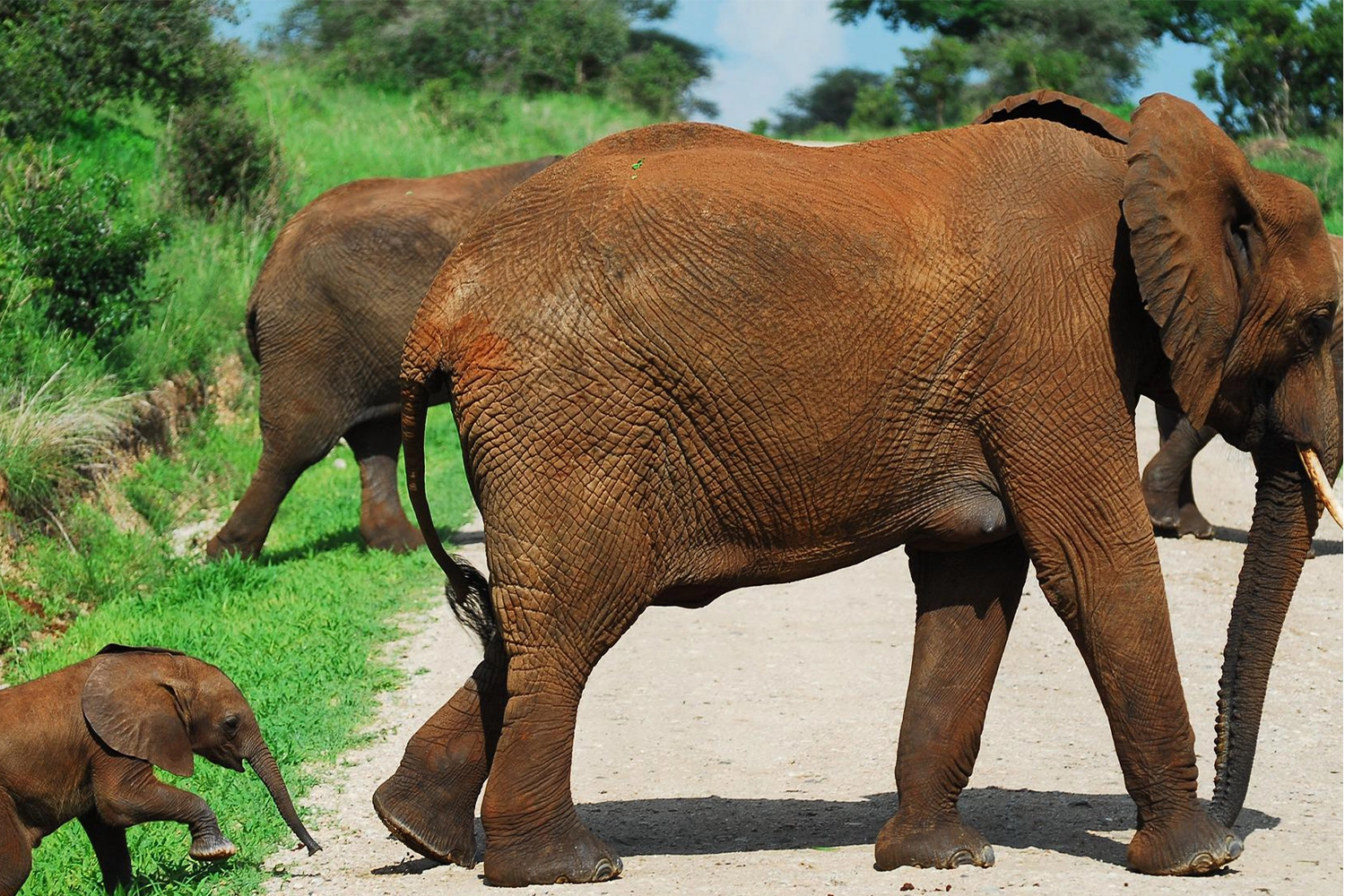 affordable tanzania safari